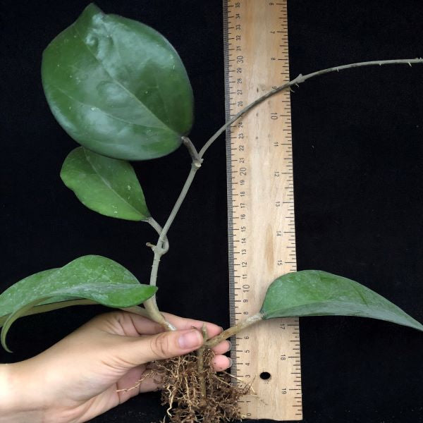Hoya fusco marginata ' Hoya cv.Noelle '