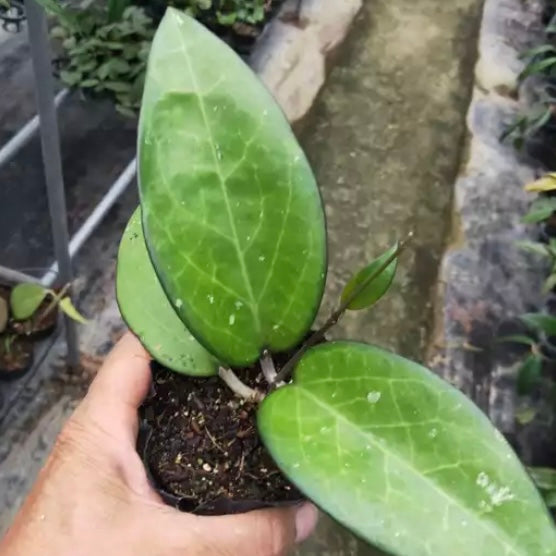 Hoya fusco marginata ' Hoya cv.Noelle '
