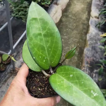 Hoya fusco marginata ' Hoya cv.Noelle '
