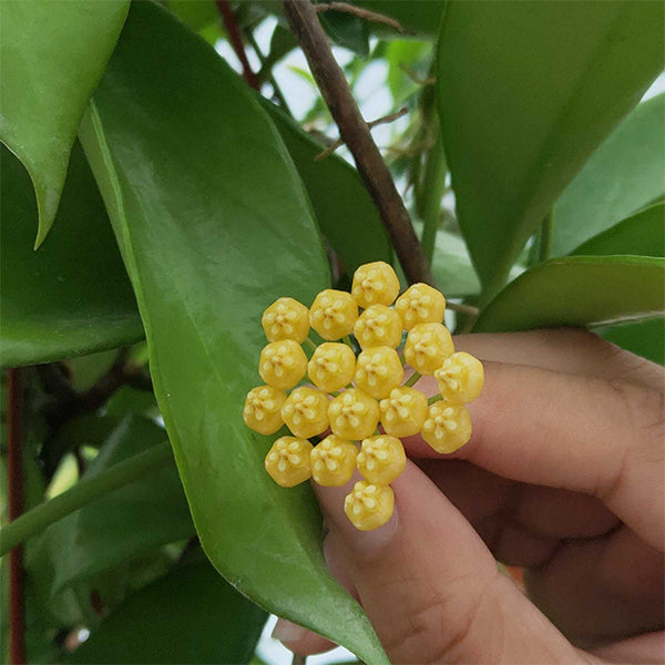 Hoya benitotanii