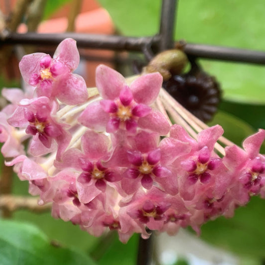 Hoya glabra
