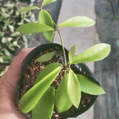 Hoya halophila