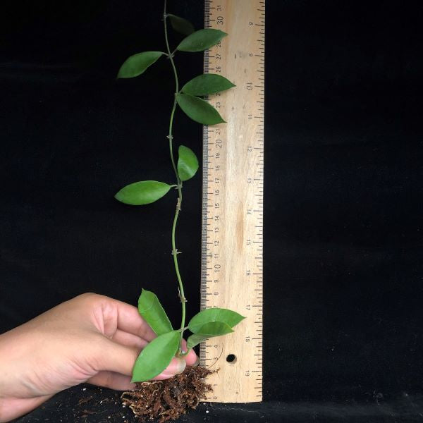 Hoya halophila