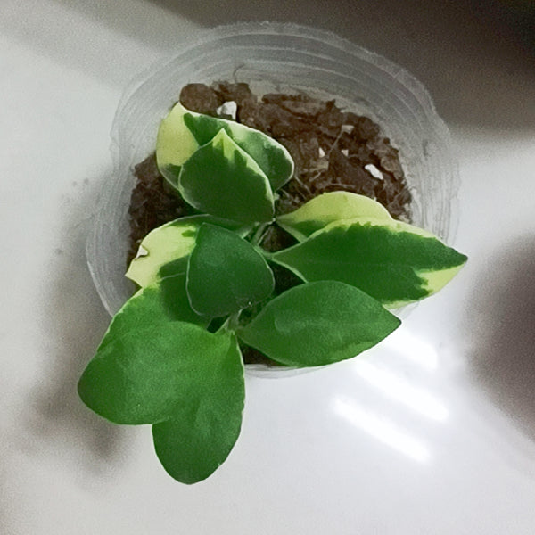 Hoya heuschkeliana albomarginata