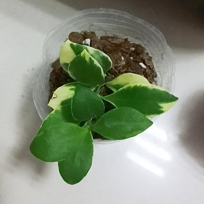 Hoya heuschkeliana albomarginata