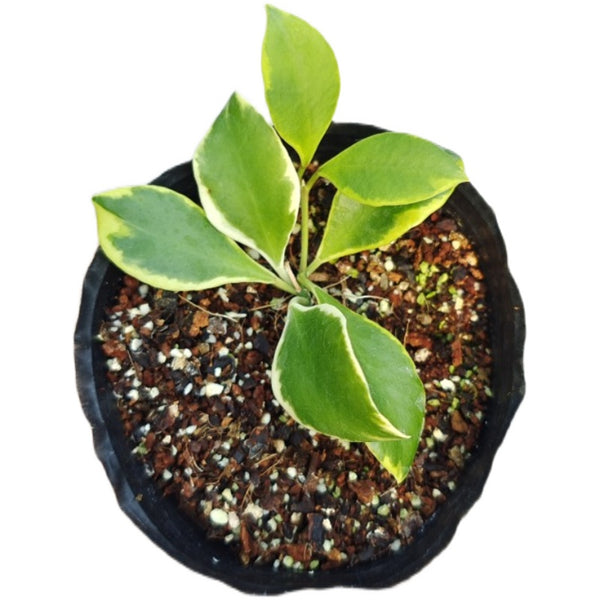 Hoya heuschkeliana albomarginata
