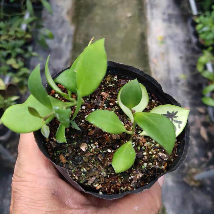 Hoya heuschkeliana ssp.  pink