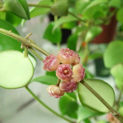 Hoya heuschkeliana ssp.  pink