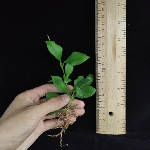 Hoya heuschkeliana ssp.  pink