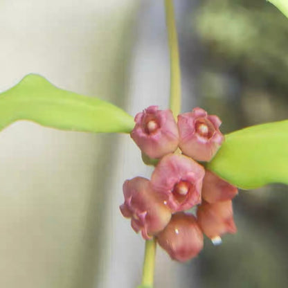 Hoya heuschkeliana ssp.  pink