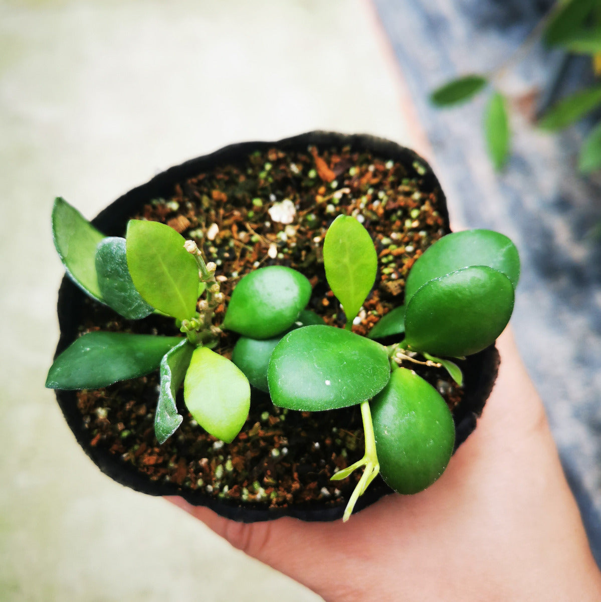 Hoya heuschkeliana ssp. yellow