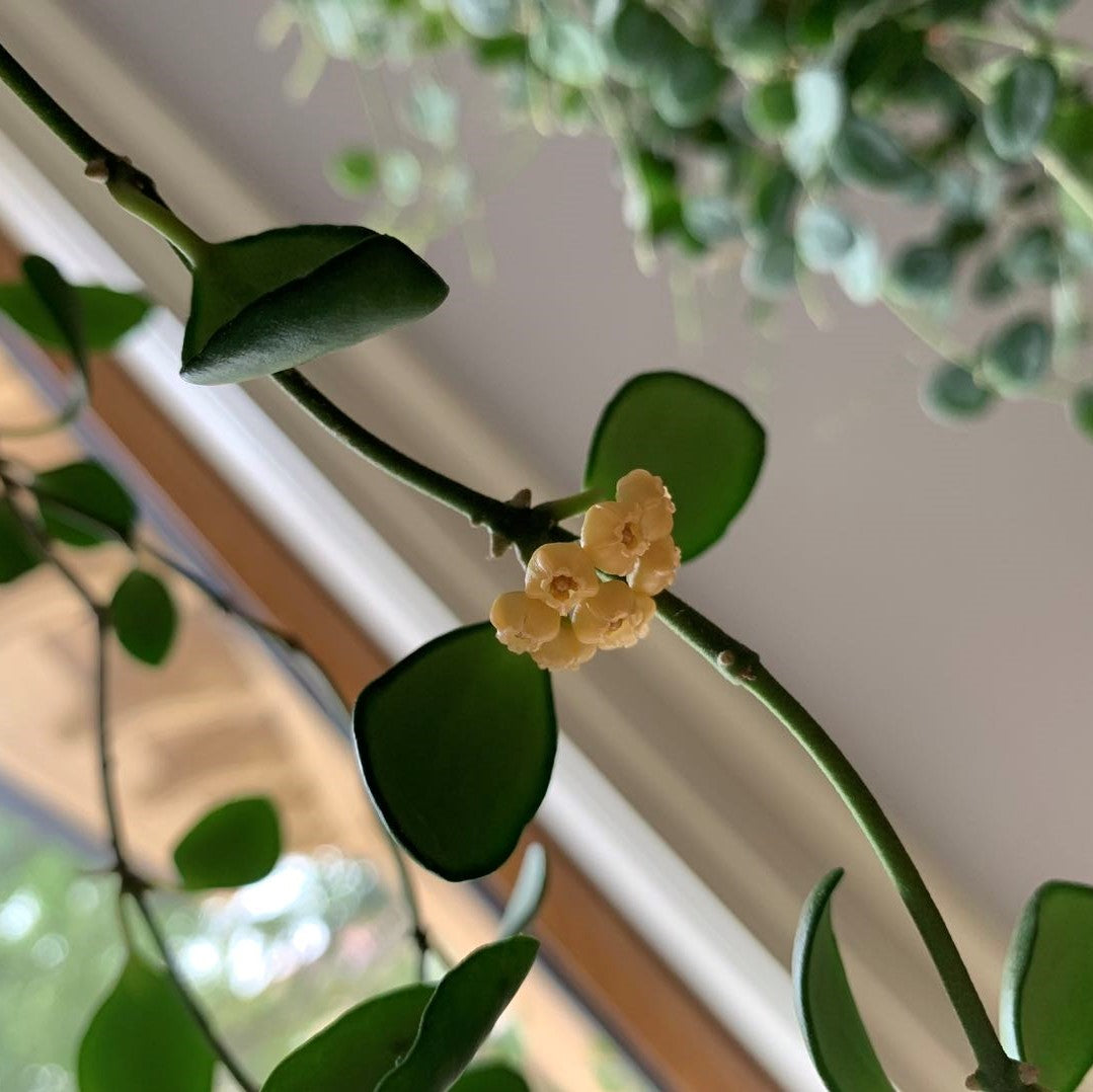 Hoya heuschkeliana ssp. yellow