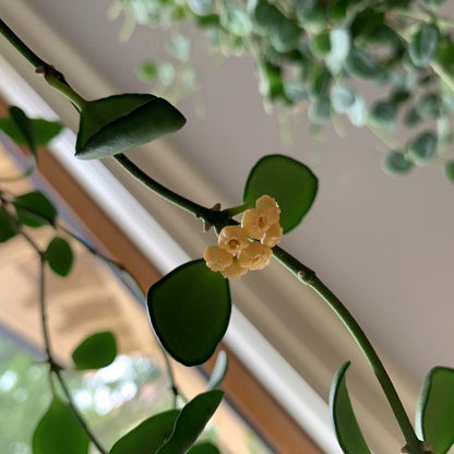 Hoya heuschkeliana ssp. yellow