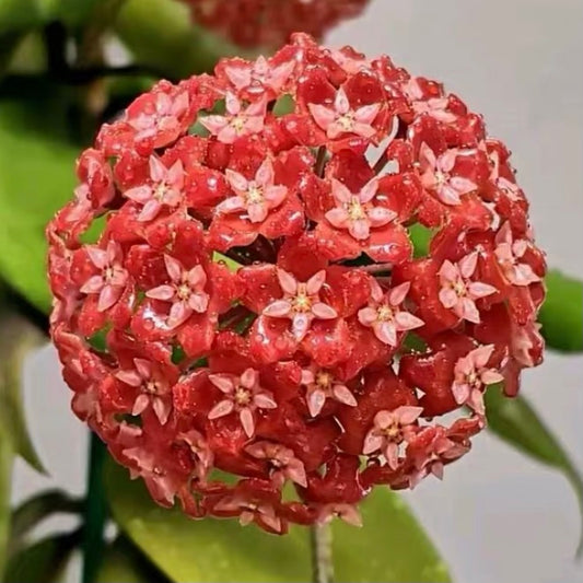 Hoya ilagiorum