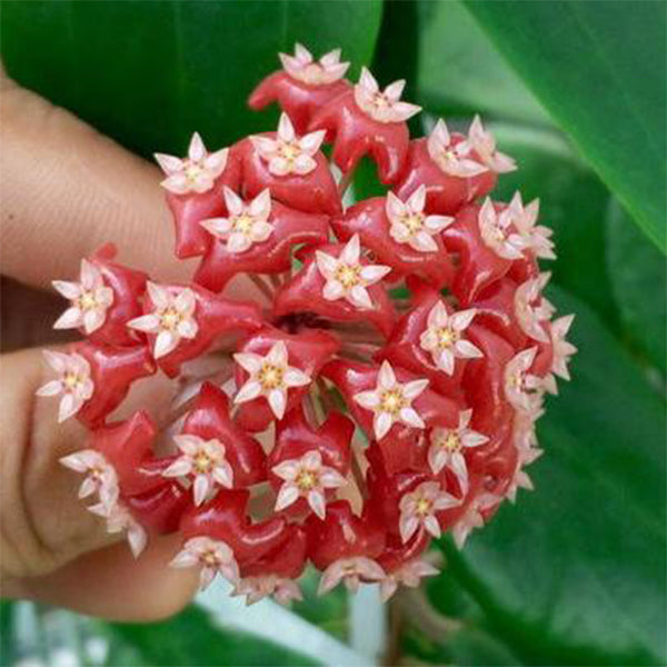 Hoya ilagiorum