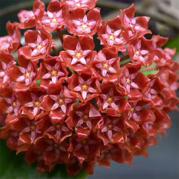 Hoya ilagiorum