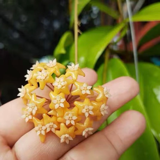 Hoya ilagiorum sp.yellow