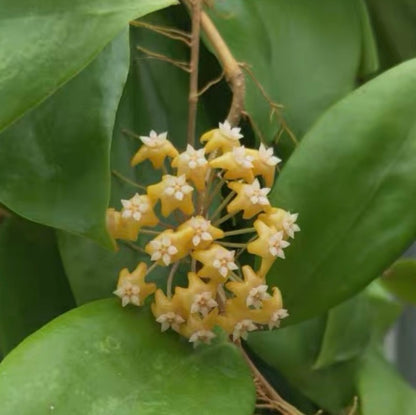 Hoya ilagiorum sp.yellow