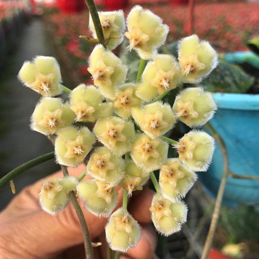 Hoya imbricata