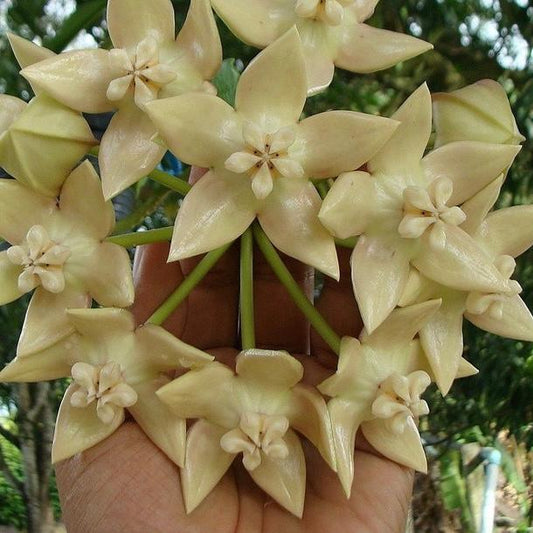 Hoya imperialis palawan