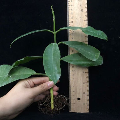 Hoya imperialis Red