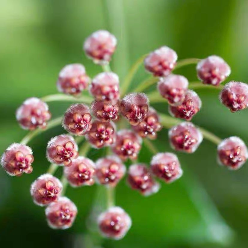 Hoya inconspicua