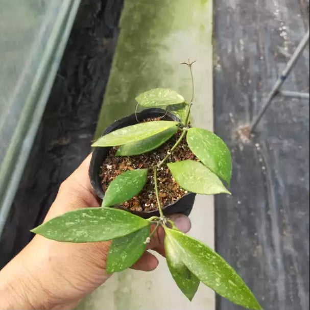 Hoya inconspicua