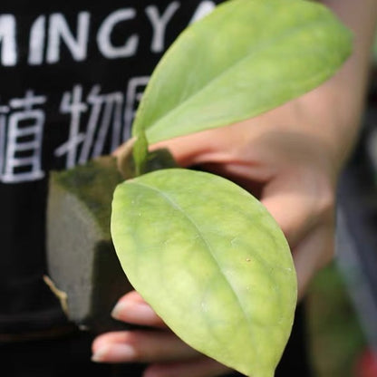 Hoya incrassata