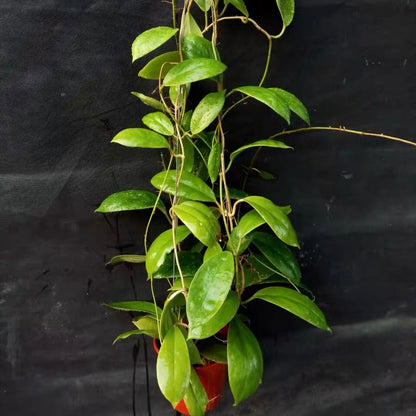 Hoya incrassata