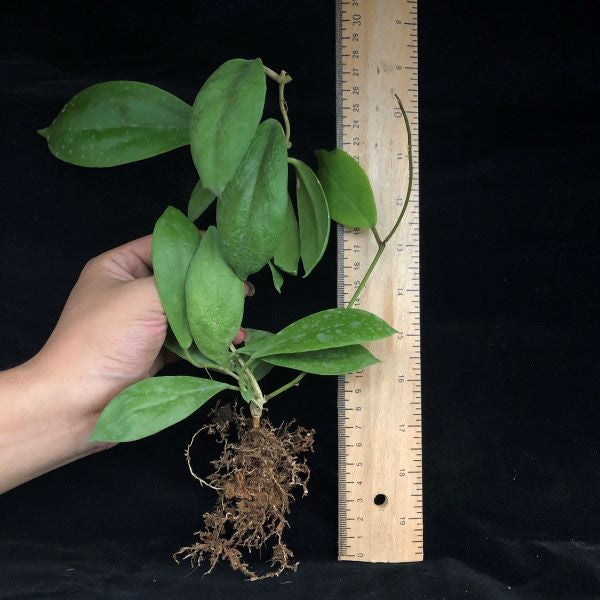 Hoya incrassata