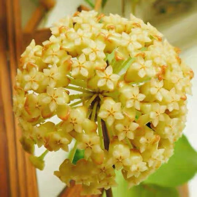 Hoya incrassata
