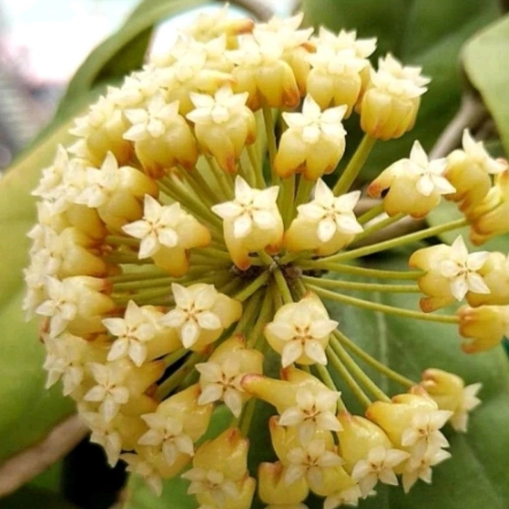 Hoya incrassata 'Moon Shadow'