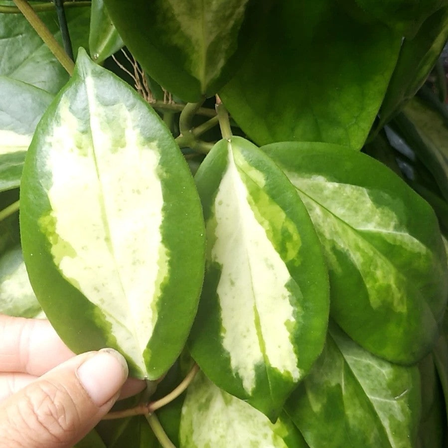 Hoya incrassata 'Moon Shadow'