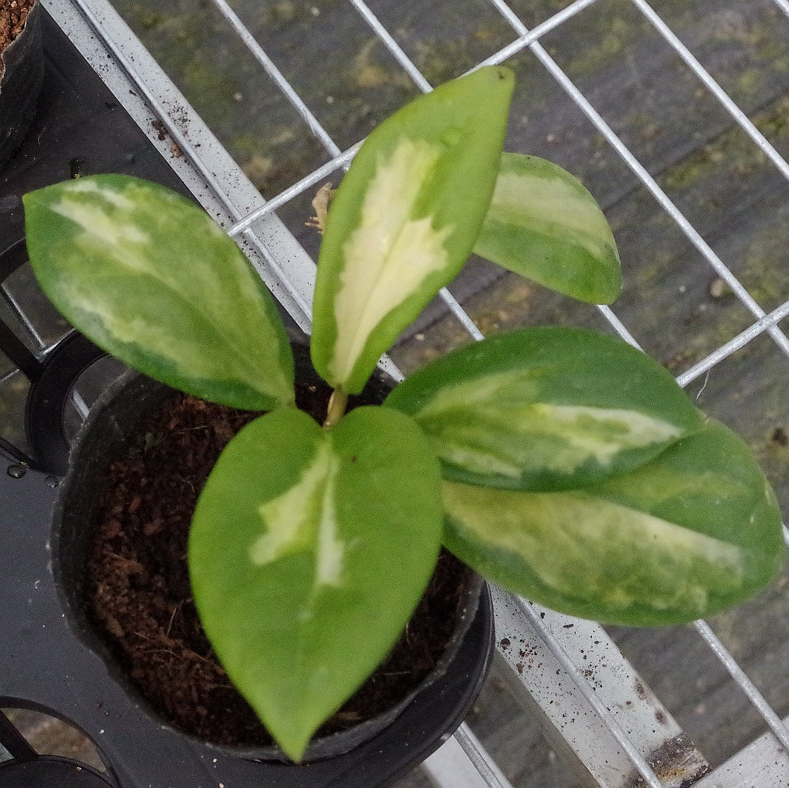 Hoya incrassata 'Moon Shadow'
