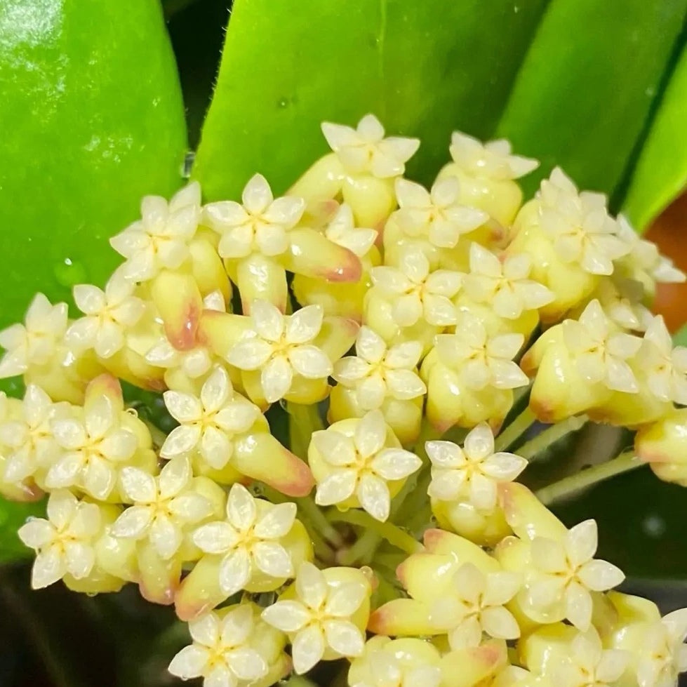Hoya incrassata 'Moon Shadow'