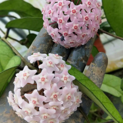Hoya jed