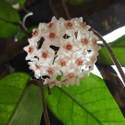 Hoya jed