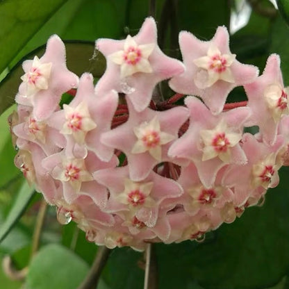 Hoya jed