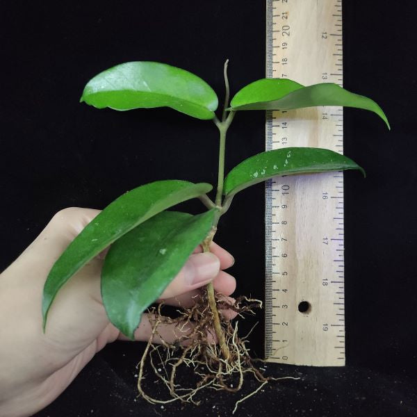 Hoya jed