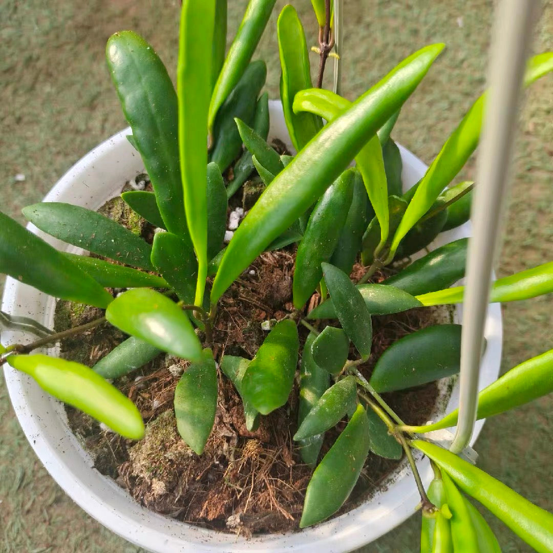 Hoya loheri
