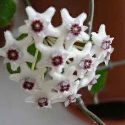 Hoya kanyakumariana ' Mini-kerrii '