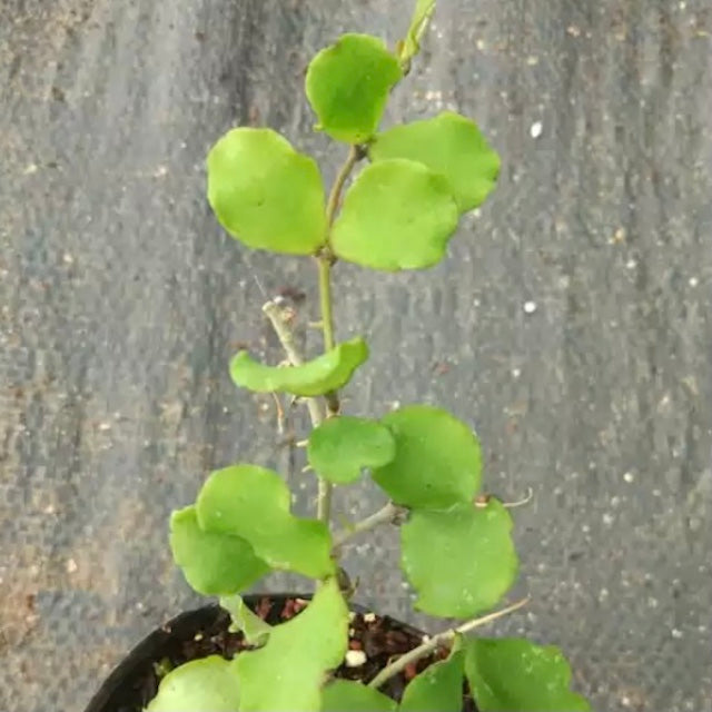 Hoya kanyakumariana ' Mini-kerrii '