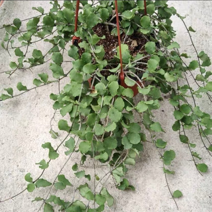 Hoya kanyakumariana ' Mini-kerrii '