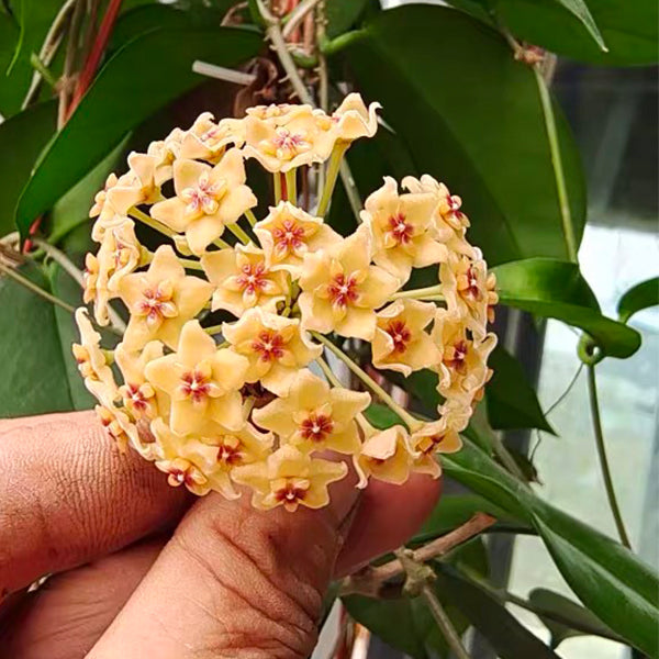 Hoya kenejiana ssp. red corona