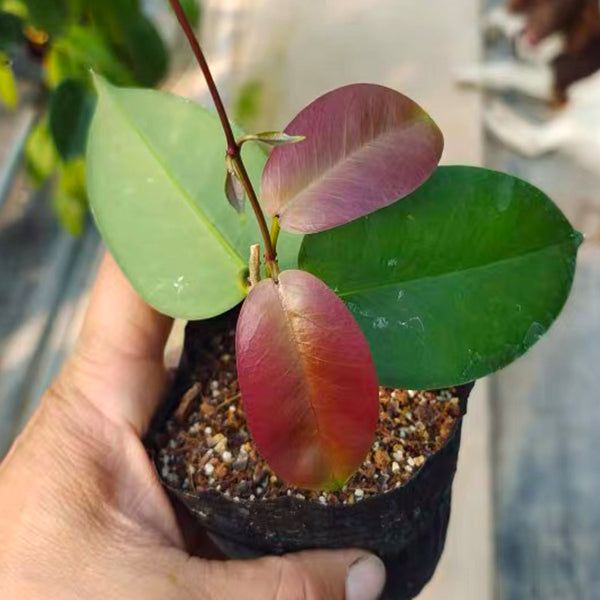 Hoya kenejiana ssp. red corona
