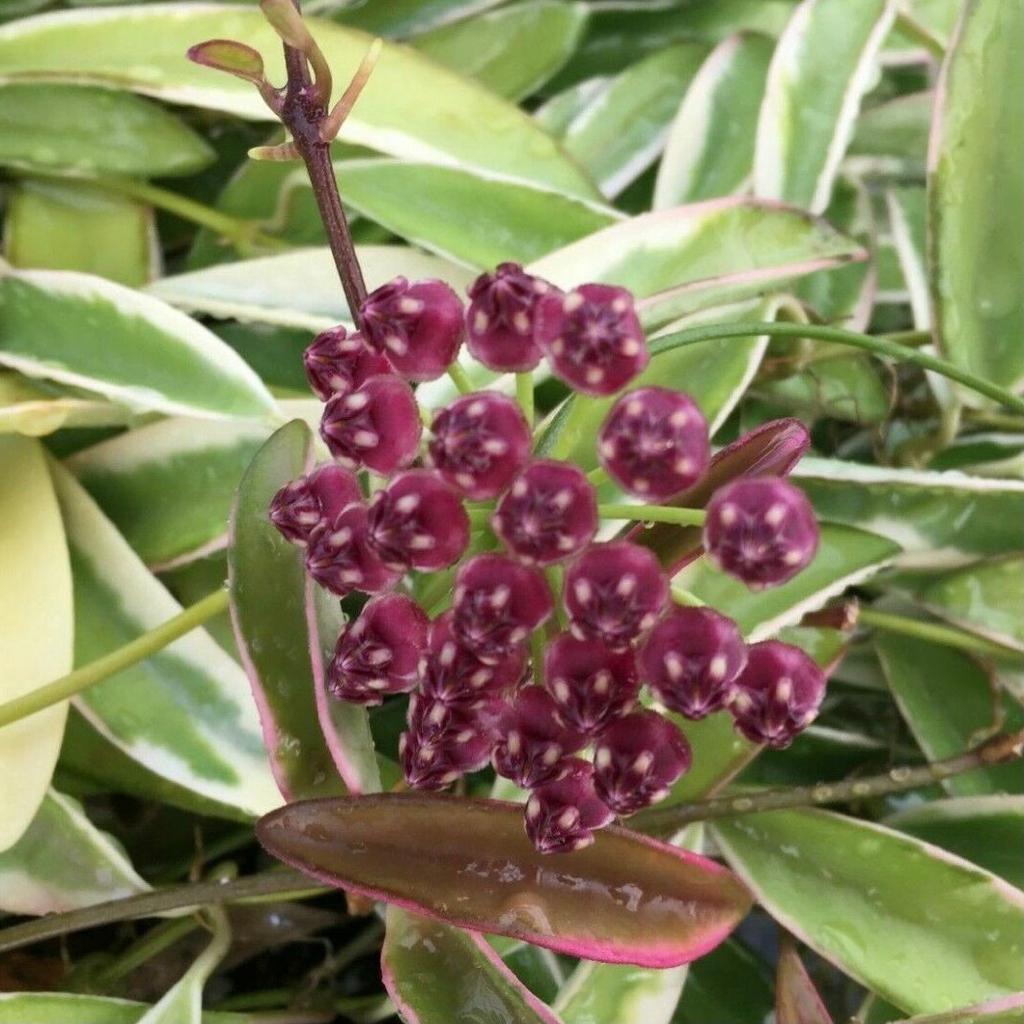 Hoya kentiana