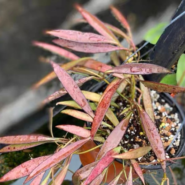 Hoya kentiana