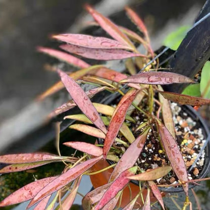 Hoya kentiana