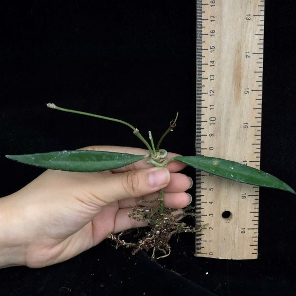 Hoya kentiana