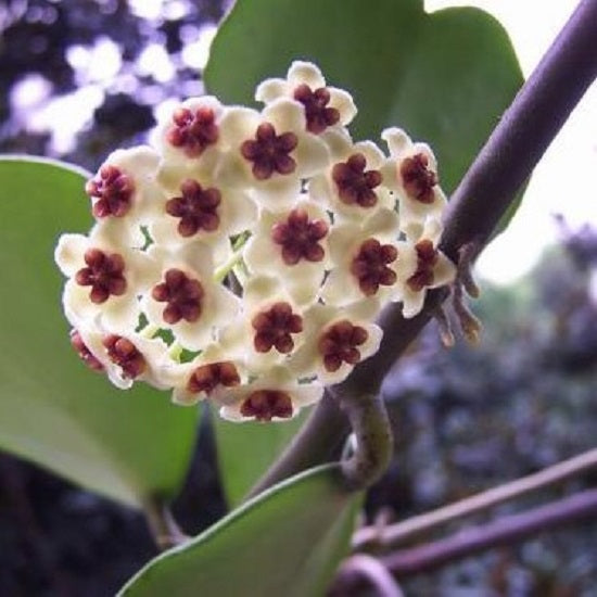 Hoya kerrii